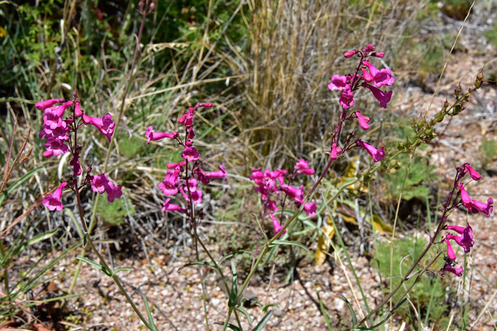 Parry's Beardtongue is a member of the Snapdragon Family and makes an attractive landscape plant which is quite popular in the horticultural trade. Penstemon parryi